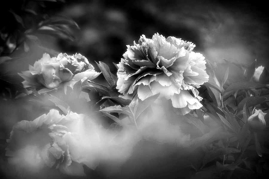 冰清玉洁--芍药