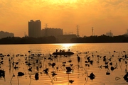 夕阳下美丽的广州海珠湖（12月3日）