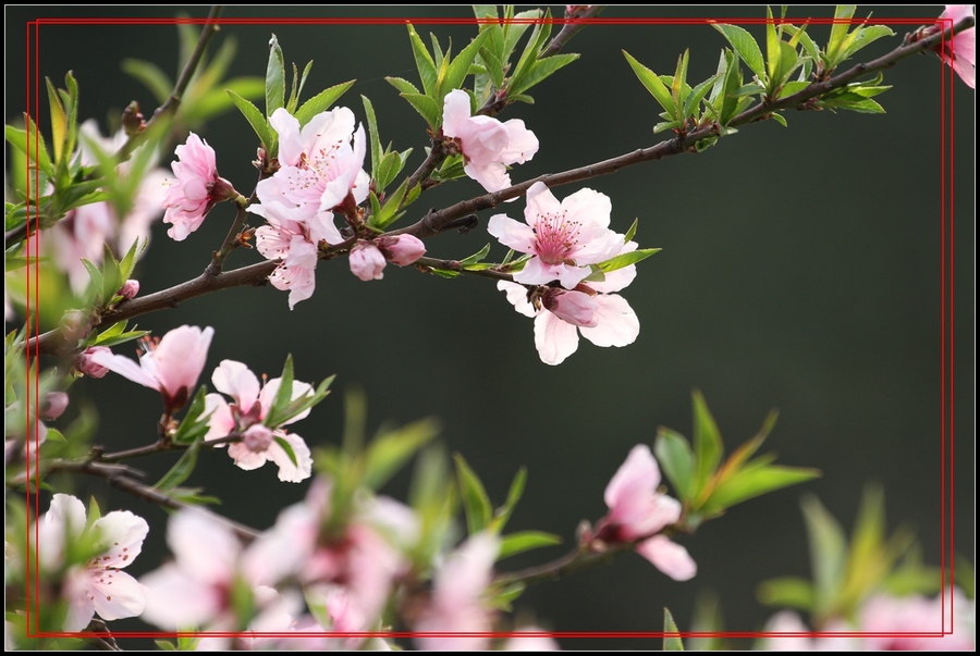 春天裡的花-桃花4