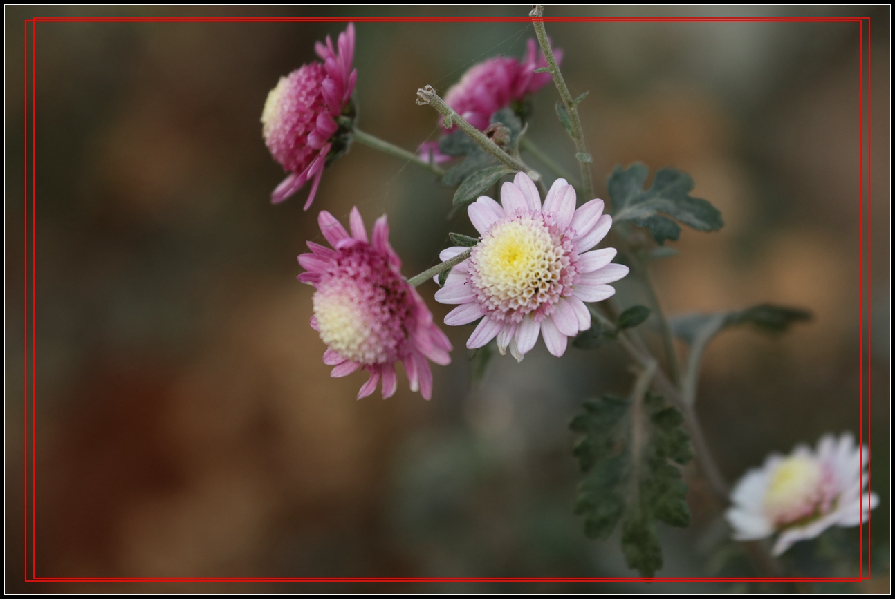 冬天裡的小菊花-6