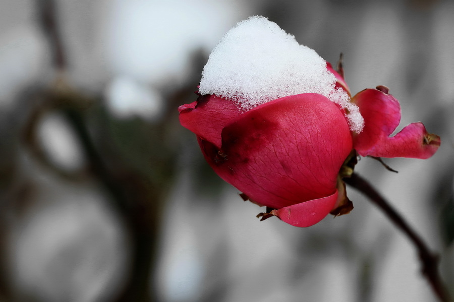 陡沙河温泉小镇雪月花图片