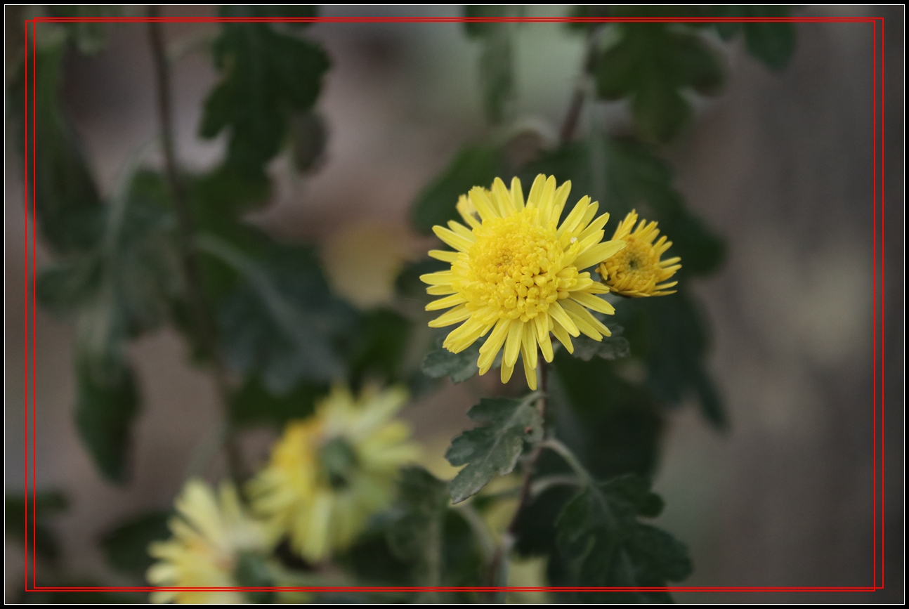 冬天裡的小菊花-8