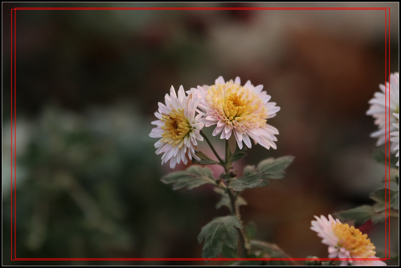 冬天裡的小菊花-9