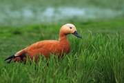 湿地观鸟