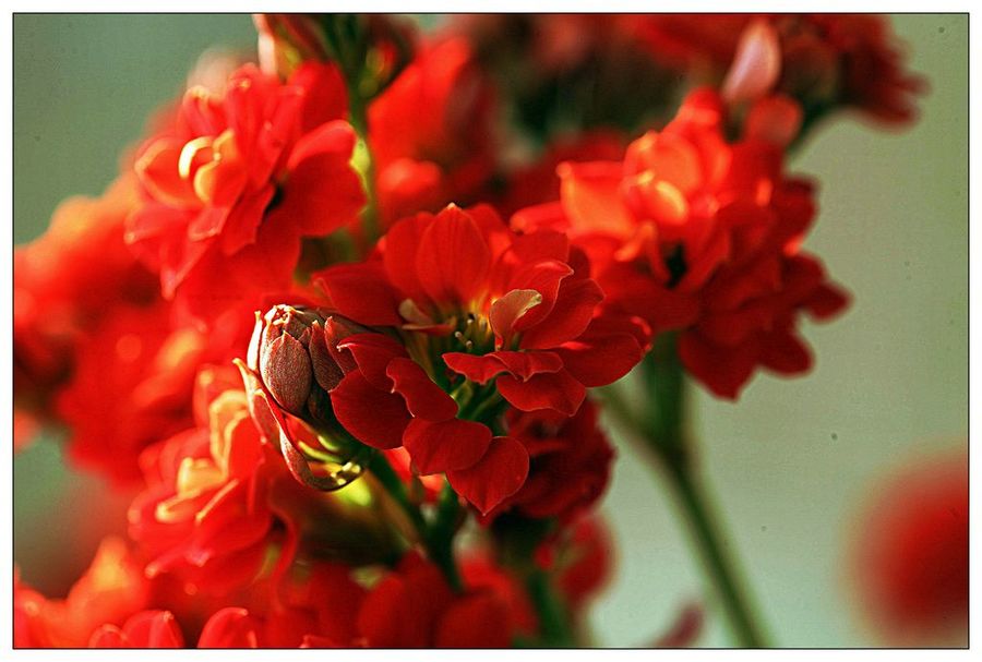 红色长寿花