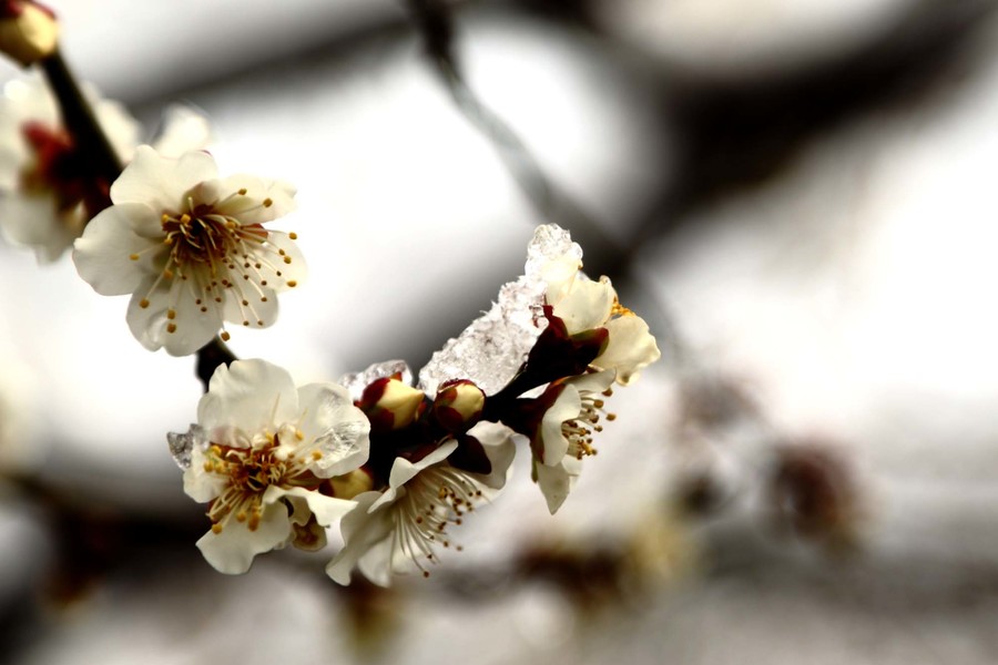 雪中梅花