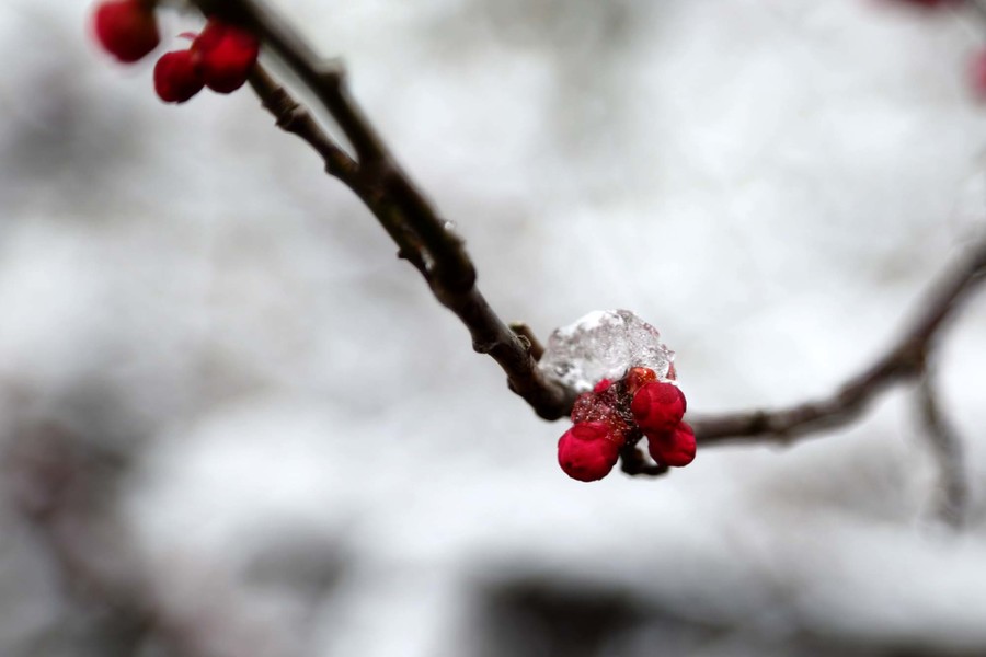 梅枝傲雪