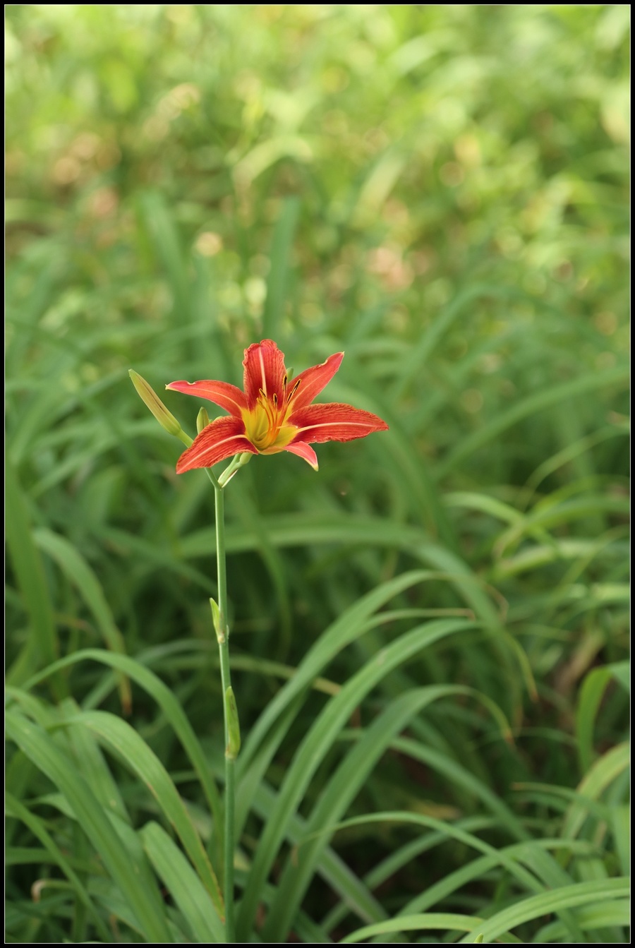 萱草(萱草花歌曲原唱)