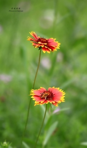 遇花随缘