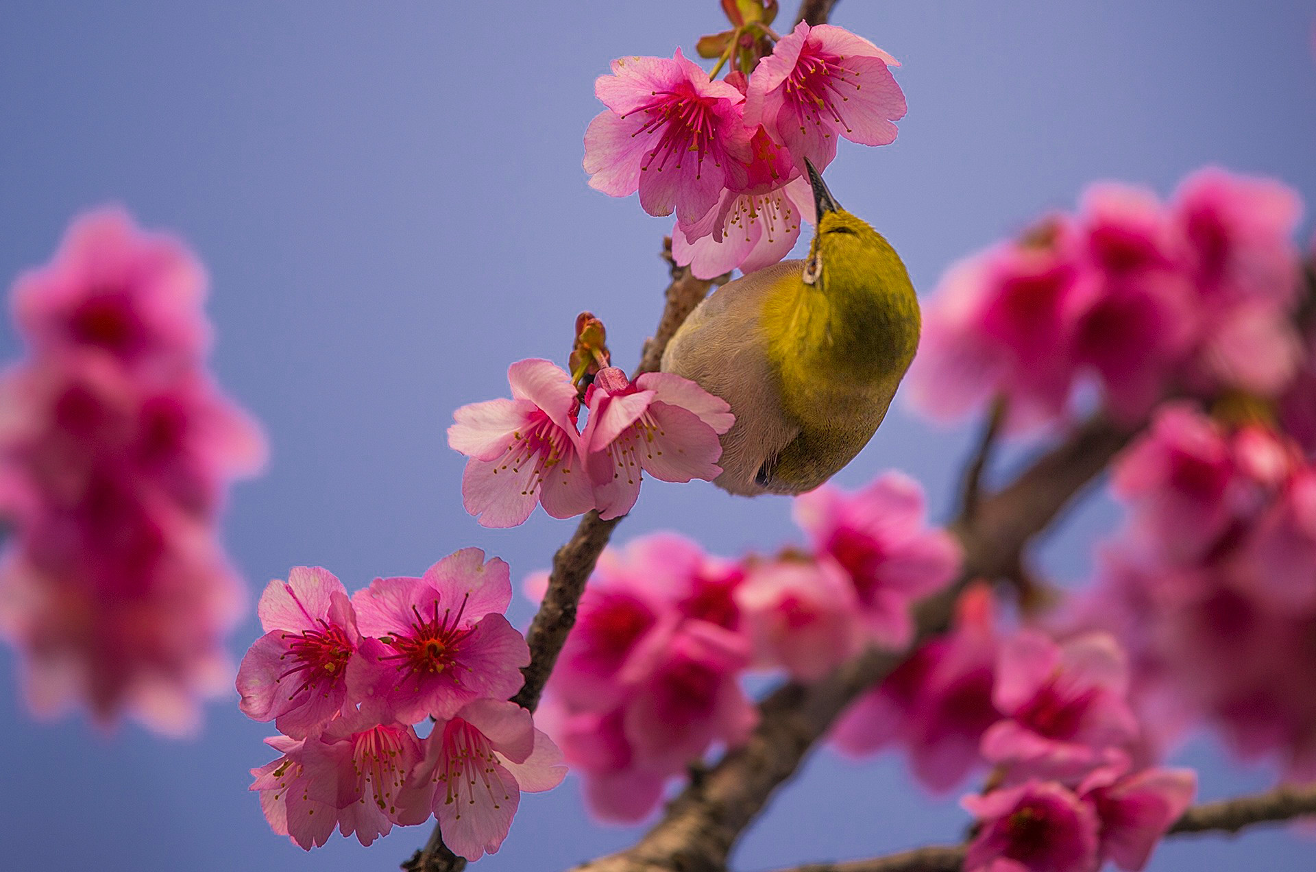 樱花和叉尾太阳鸟