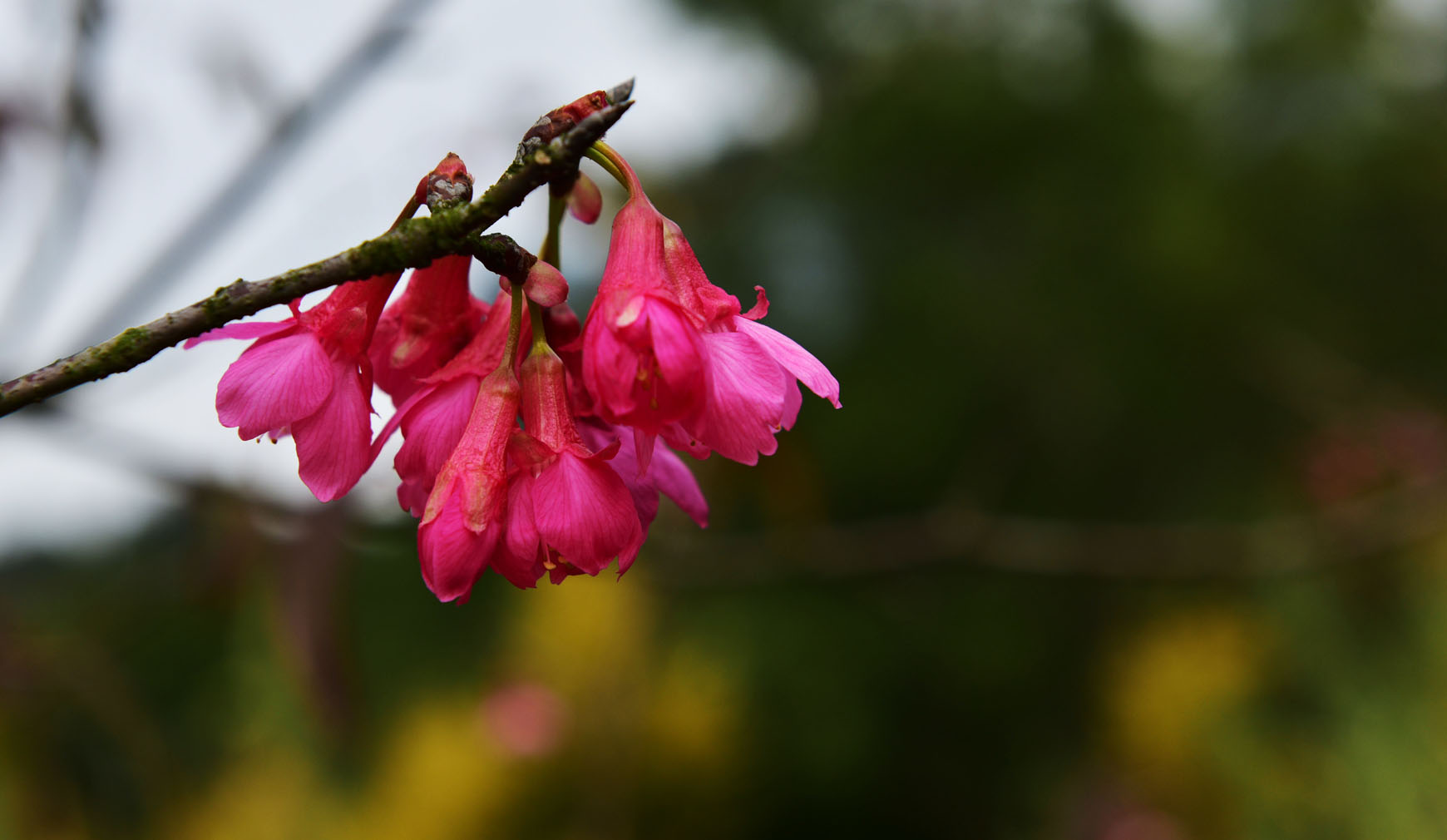 石门国家森林公园樱花图片