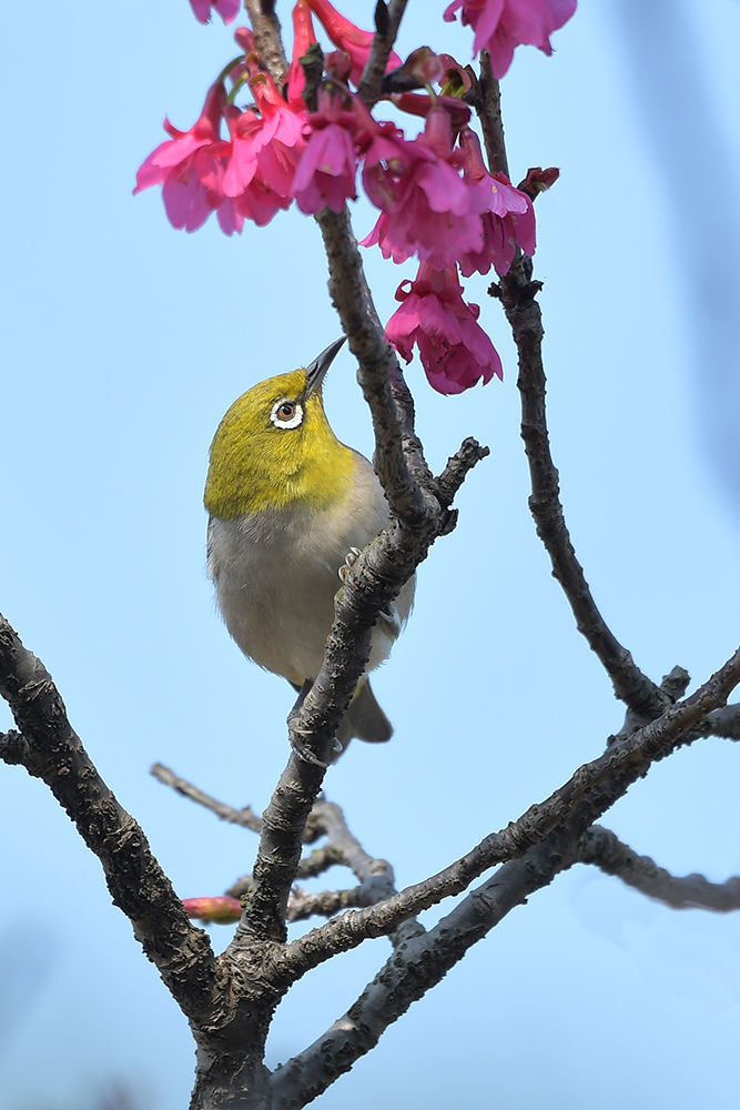 花鳥迎春 —— 櫻花與鳥