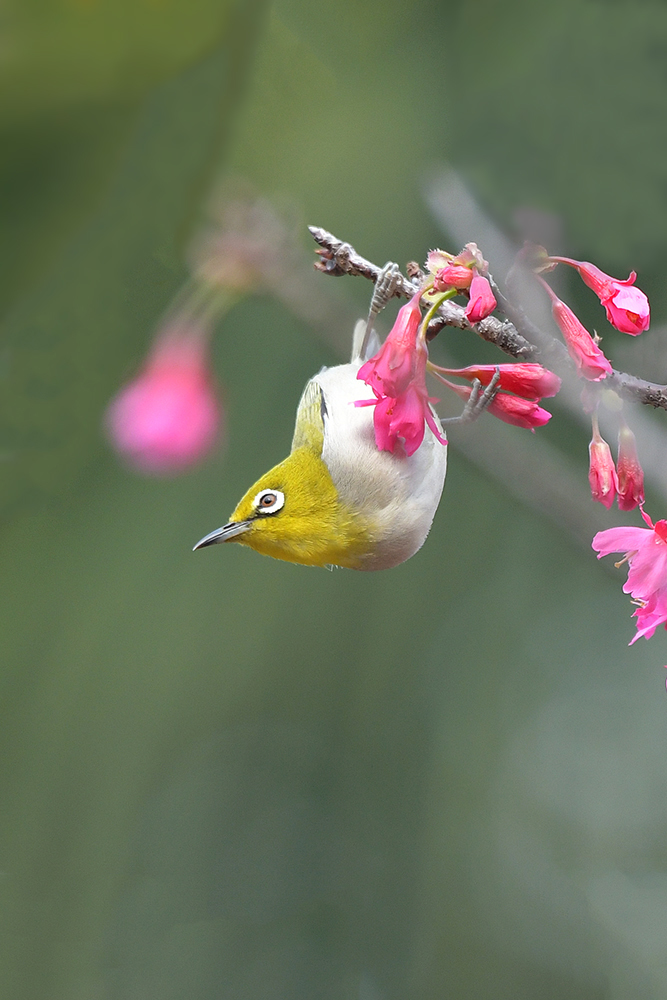 花鳥迎春 —— 櫻花與鳥