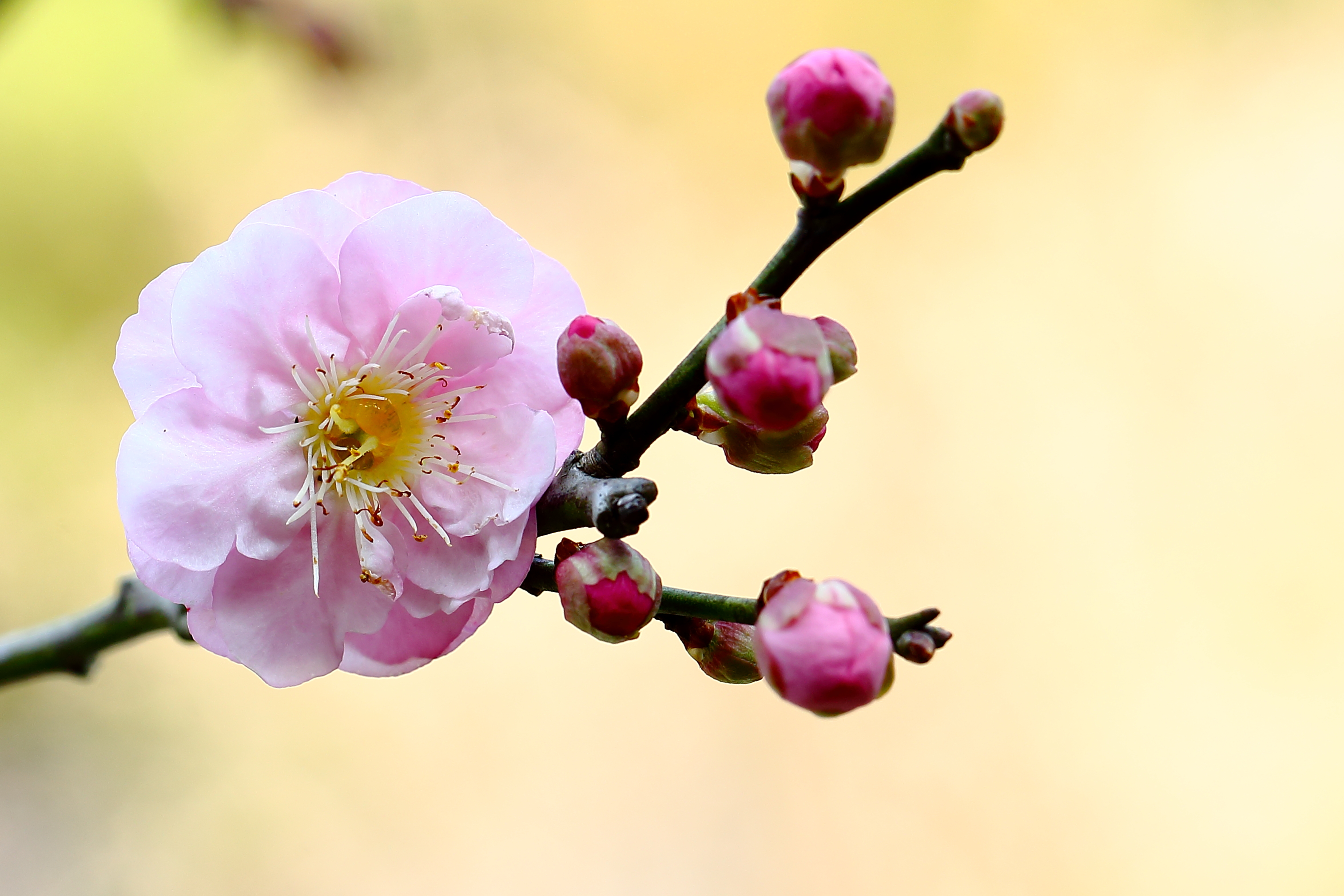 宫粉梅花贺新春