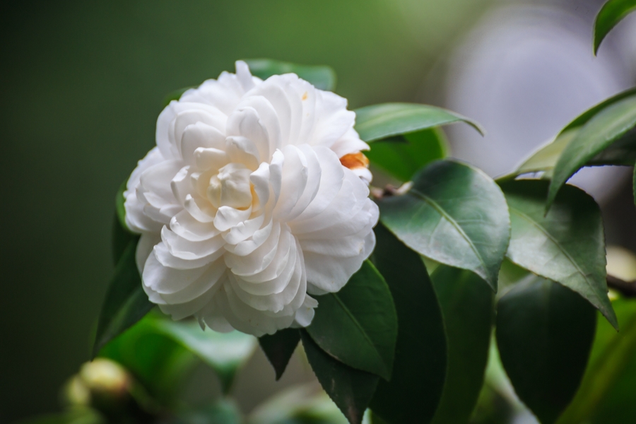 茶花品种入春图片