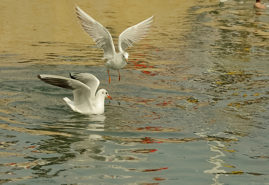 鷗鳥圖