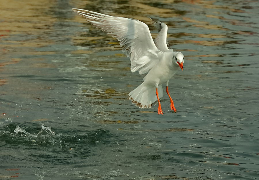 鷗鳥圖