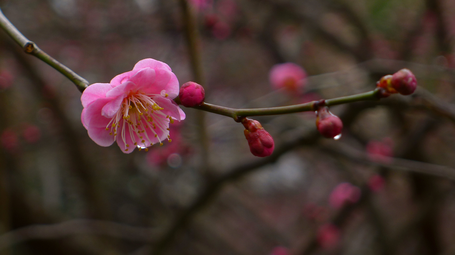 又採梅花幾朵