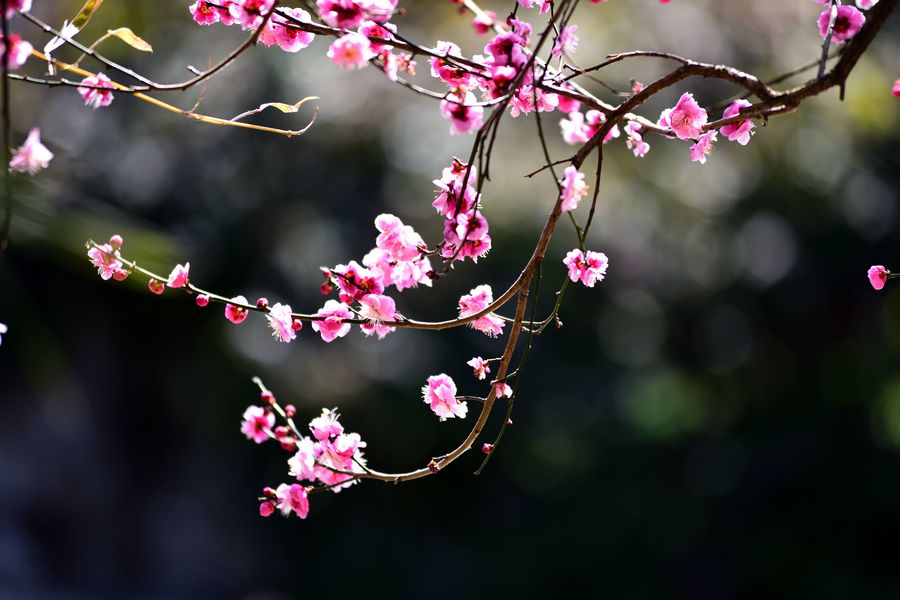 古猗園梅花盛開