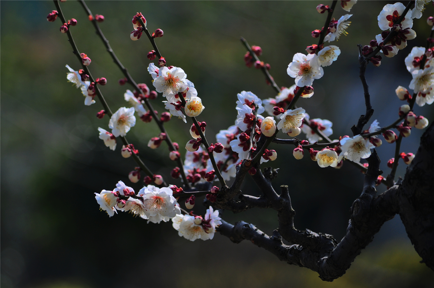 【寒梅迎春摄影图片】生态摄影_太平洋电脑网摄影部落