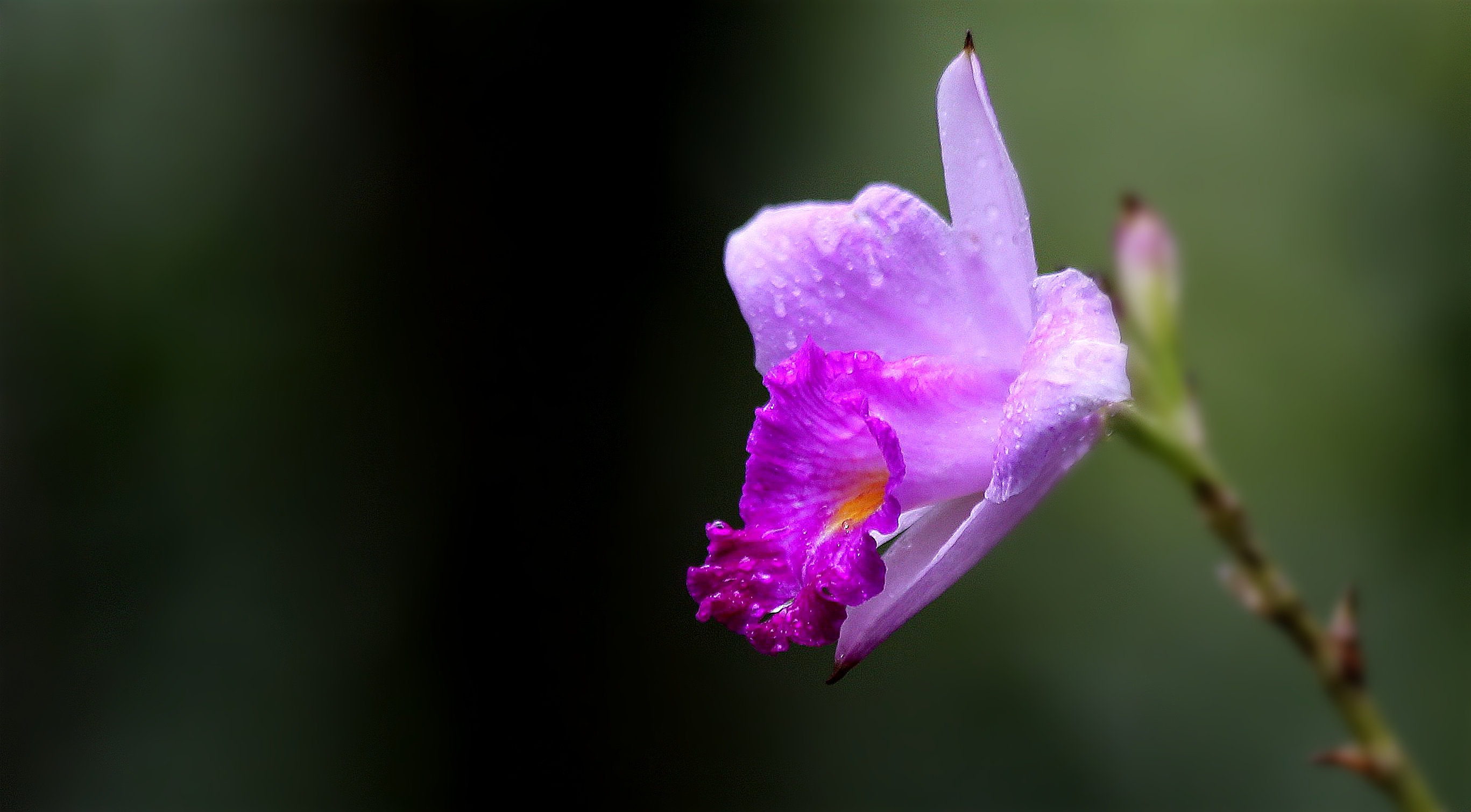 黑色背景雨露花朵图片图片