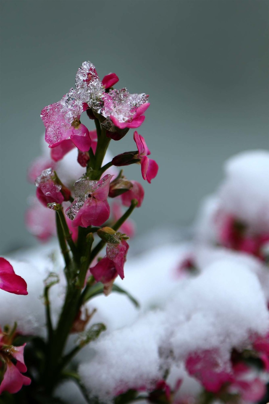 最漂亮的雪中花图片图片