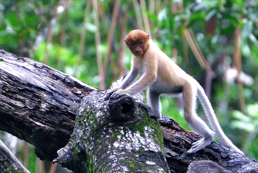 长鼻猴拍于东南亚文莱王国森林中因其相貌丑陋不愿让人见所以见人就躲