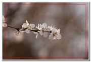 河边山桃花