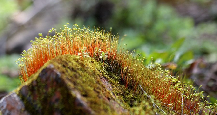 苔藓植物图片(苔藓植物图片大全)