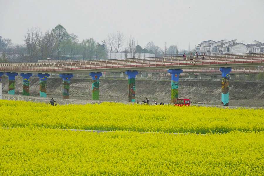 三道堰油菜花图片