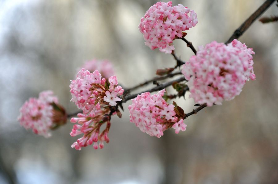 探春花(探春花是什么季节开的)