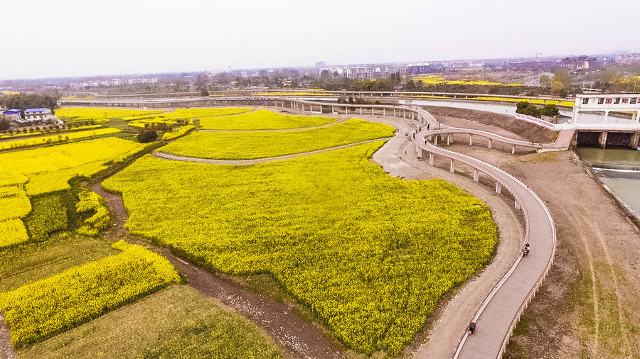 三道堰油菜花图片