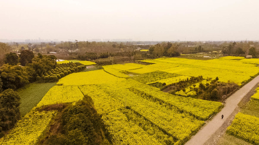 三道堰油菜花图片