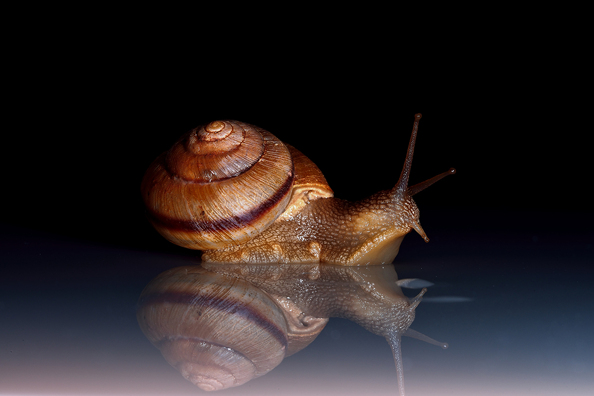 精灵…………蜗牛
