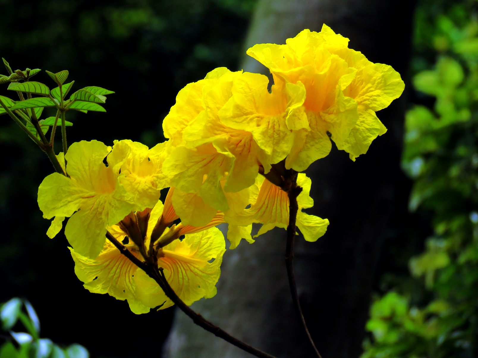 黃花風鈴