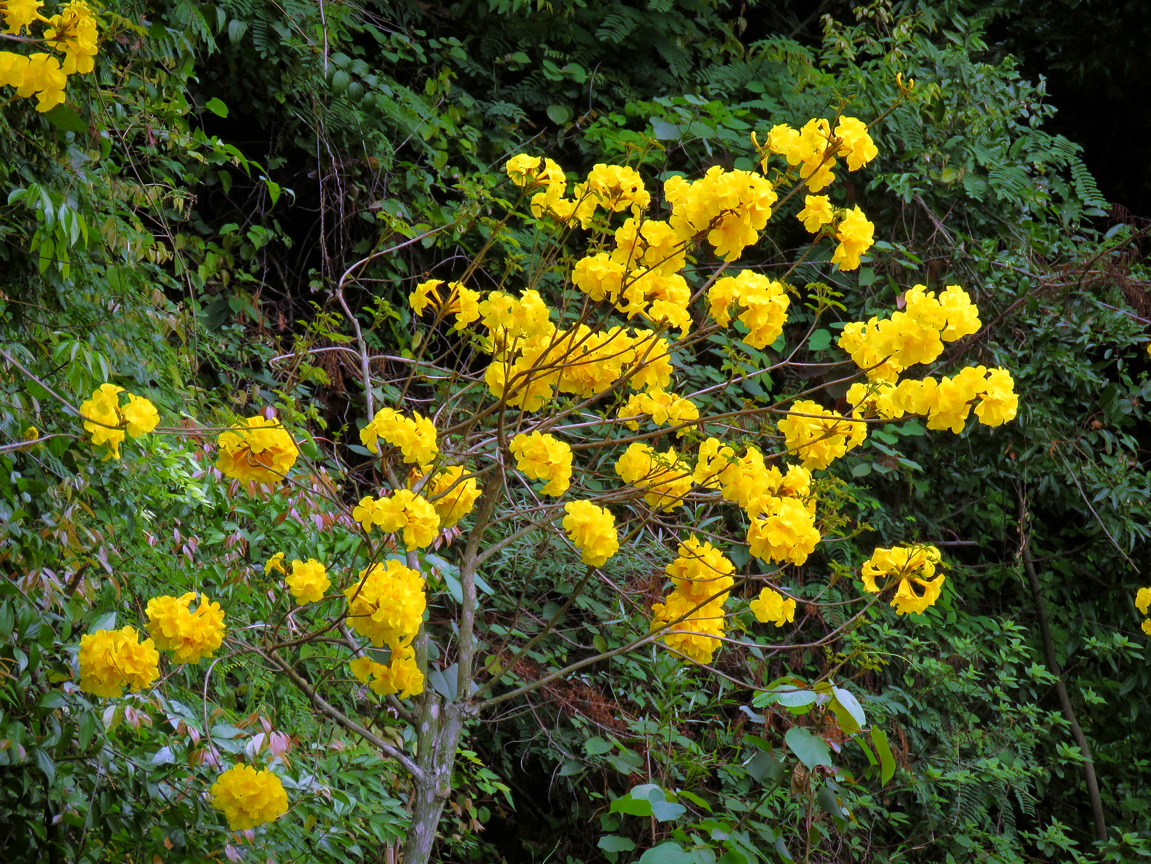 黃花風鈴