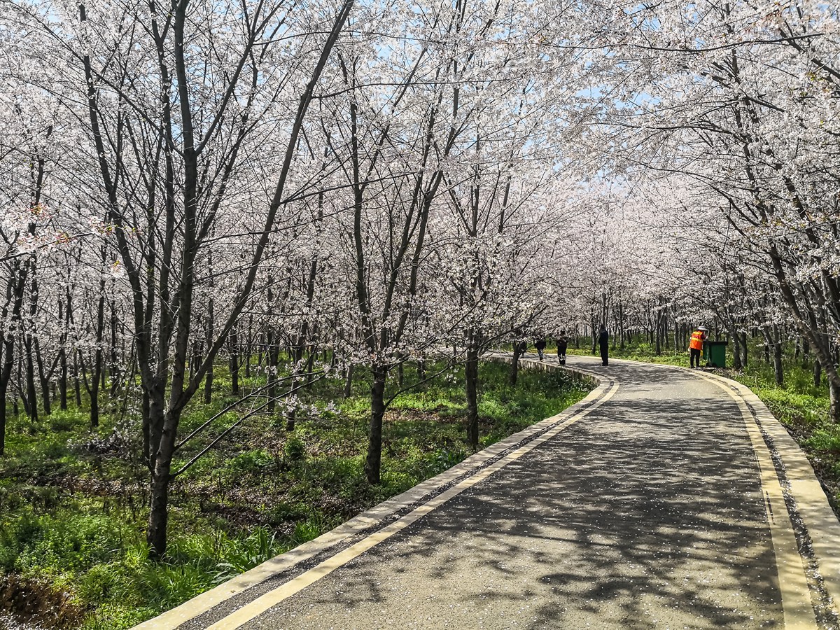 貴州貴安萬畝櫻花園(華為手機組照)