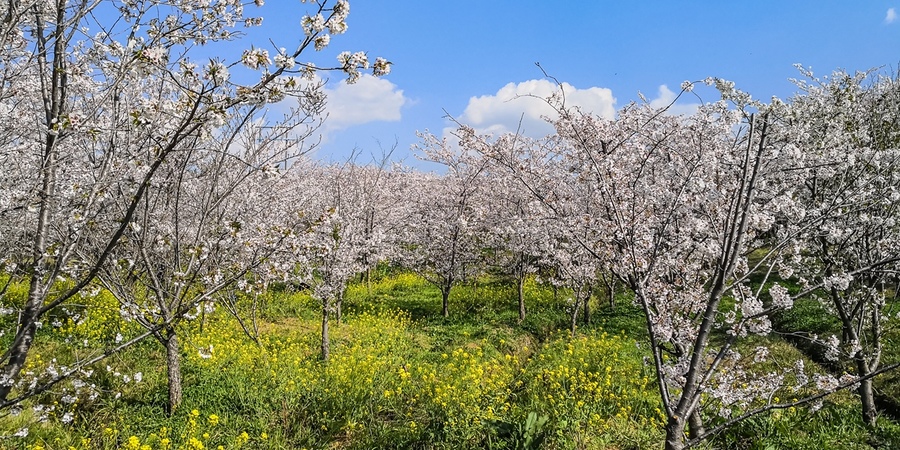 貴州貴安萬畝櫻花園(華為手機組照)