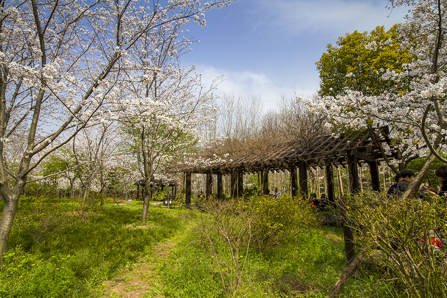 顾村公园赏樱花