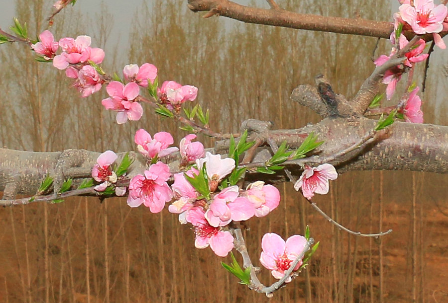 桃花盛開,一年一年