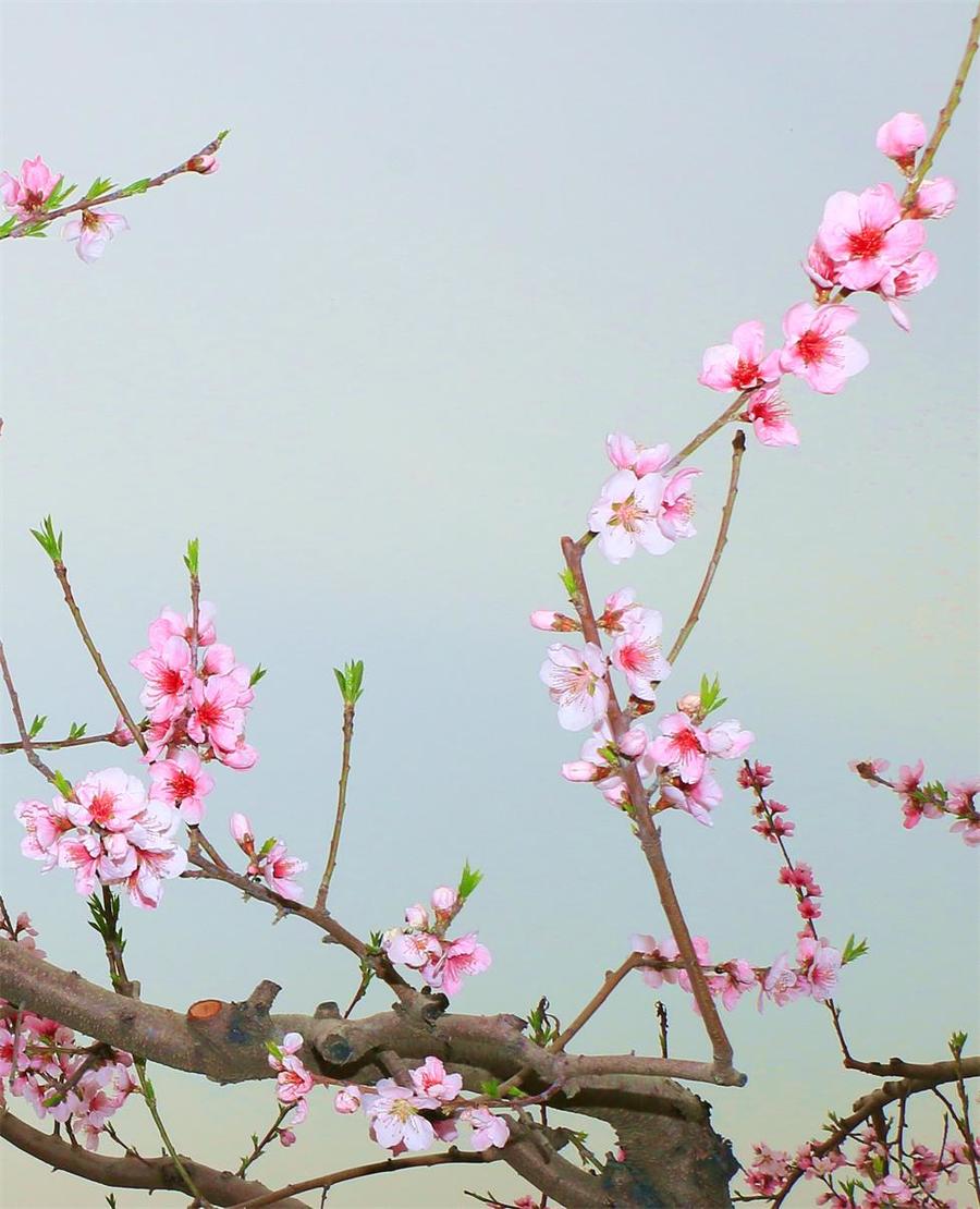 桃花图片(桃花图片卡通可爱)