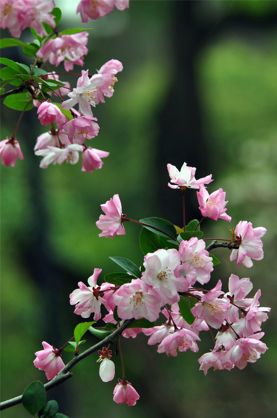 垂柳海棠花图片