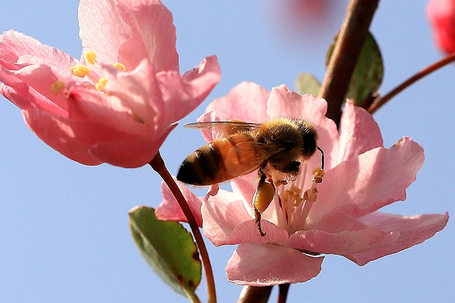 蜜蜂與花的故事