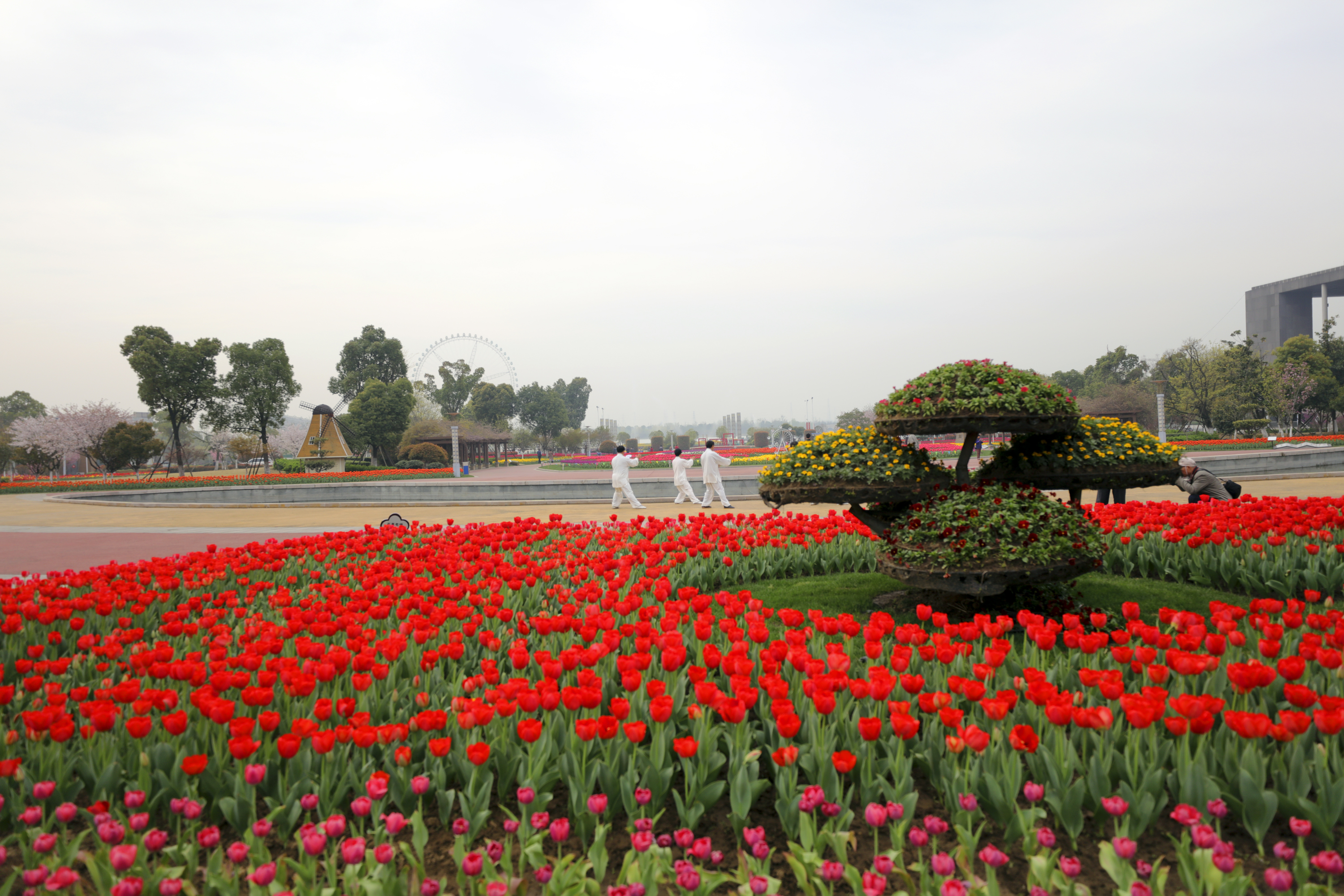 走進城市公園觀賞鬱金香