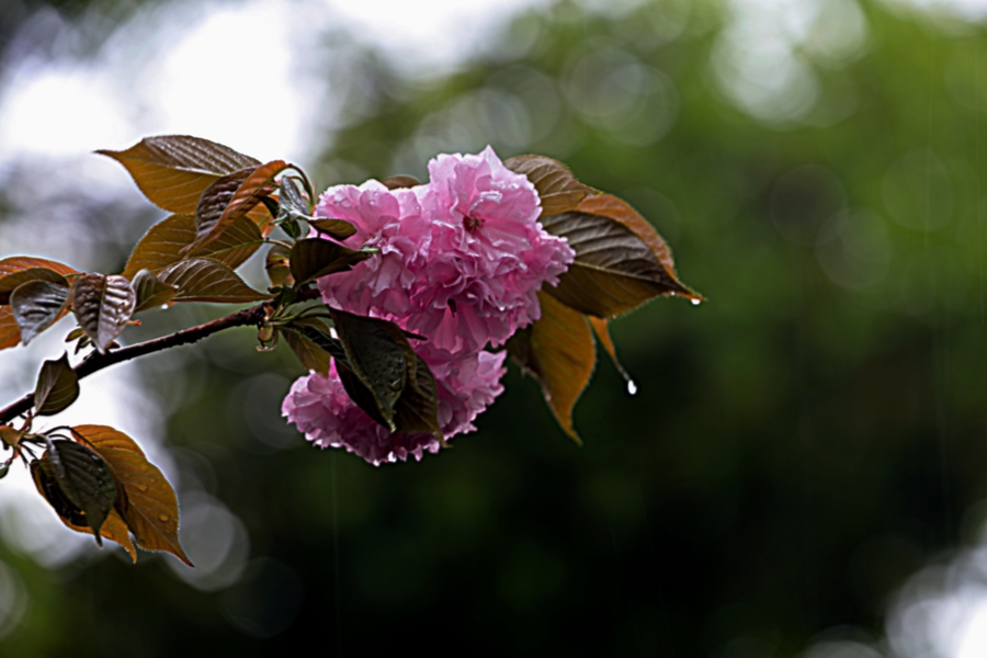 雨中拍樱花