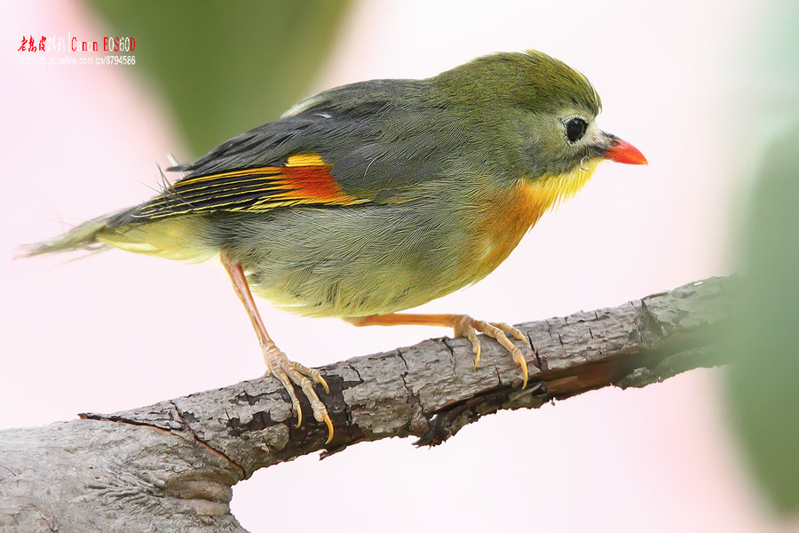 紅嘴相思鳥