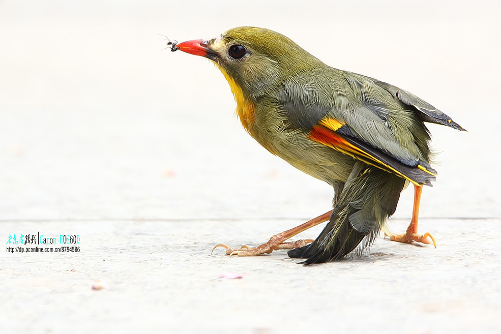 紅嘴相思鳥