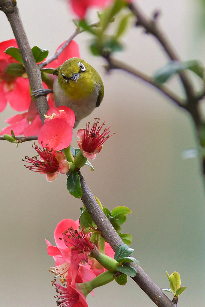 戀花的繡眼鳥