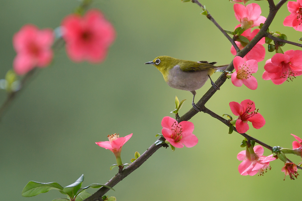 戀花的繡眼鳥