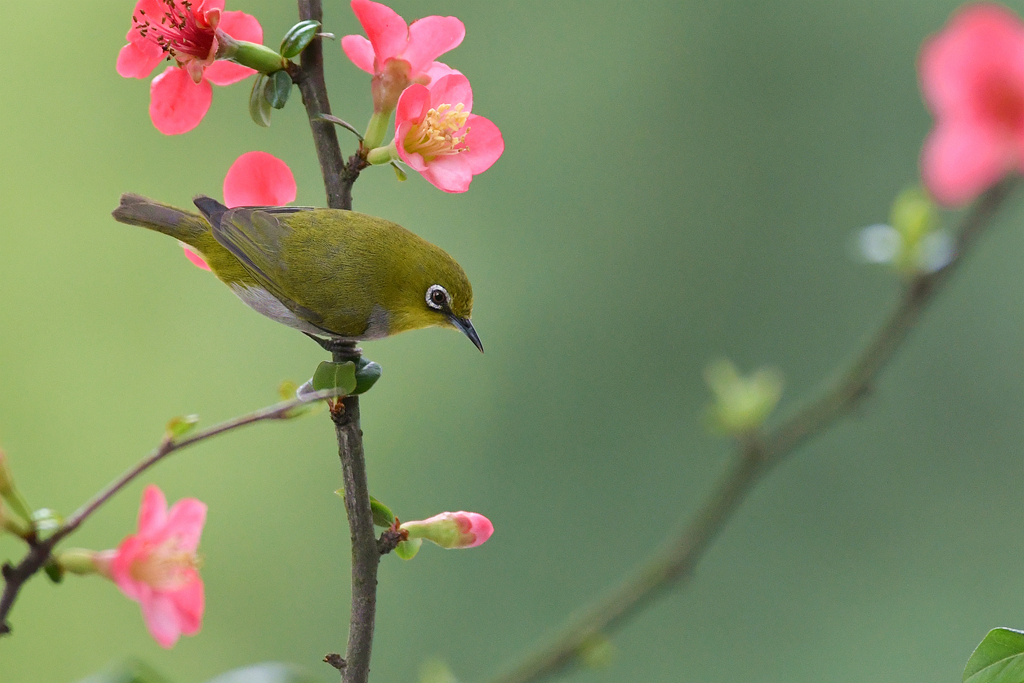 戀花的繡眼鳥